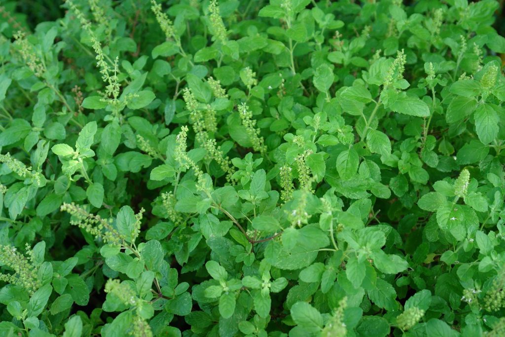 punch tulsi drops