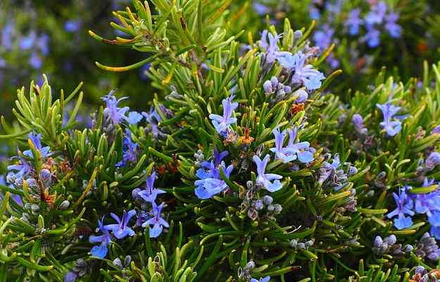 Rosemary Benefits And Side Effect In Hindi