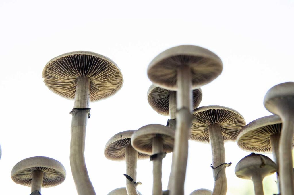 mushrooms