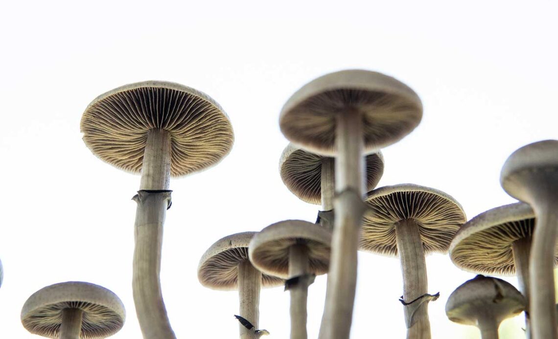 mushrooms